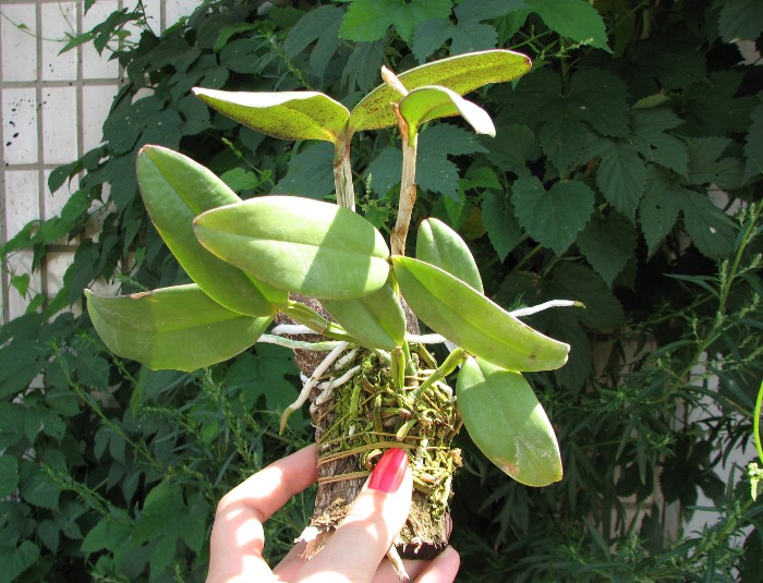 Cattleya schilleriana escura 'Jucú' x Cattleya schilleriana 'Paredão'.JPG