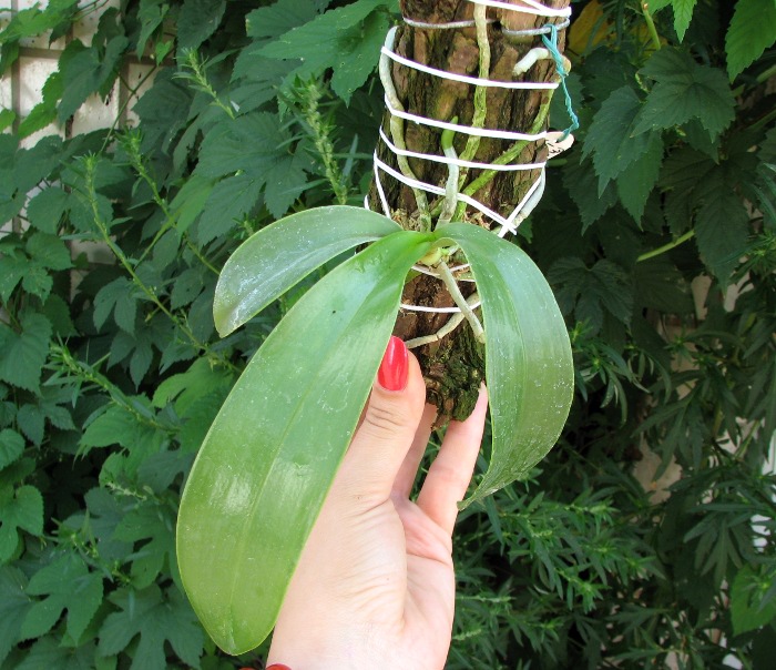 Phalaenopsis lueddemanniana var. deltonii.JPG