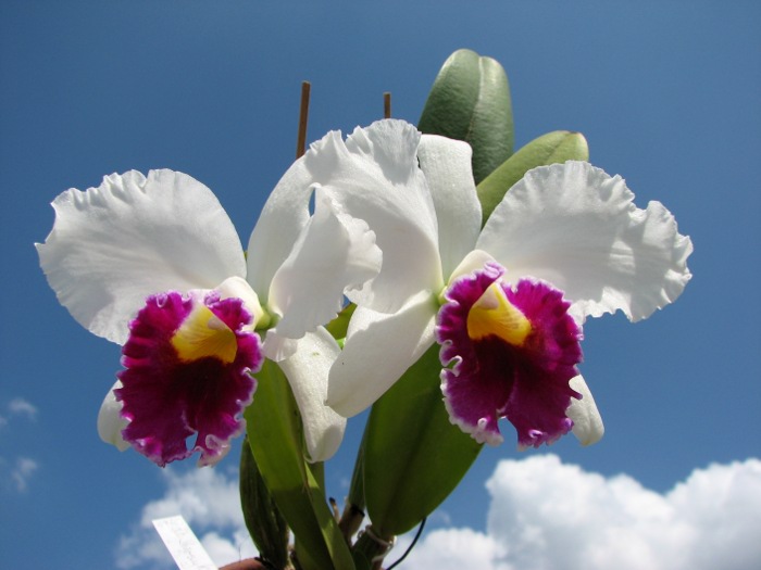 Laeliocattleya Shirayukihime 'M' (Tokyo Magic x Mildred Rives).JPG