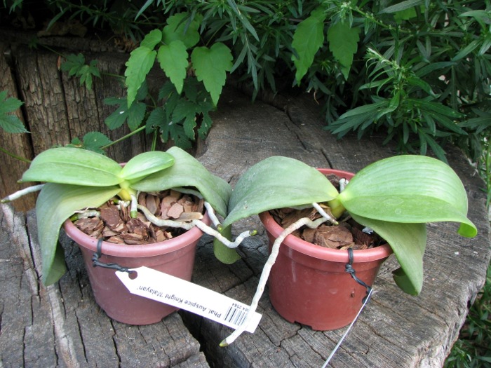 Phalaenopsis Auspice Knight 'Malayan'.JPG