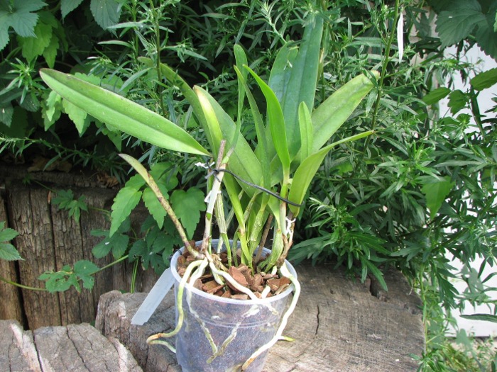 Laelia tenebrosa x Cattleya Penny Kuroda 'spots'.JPG