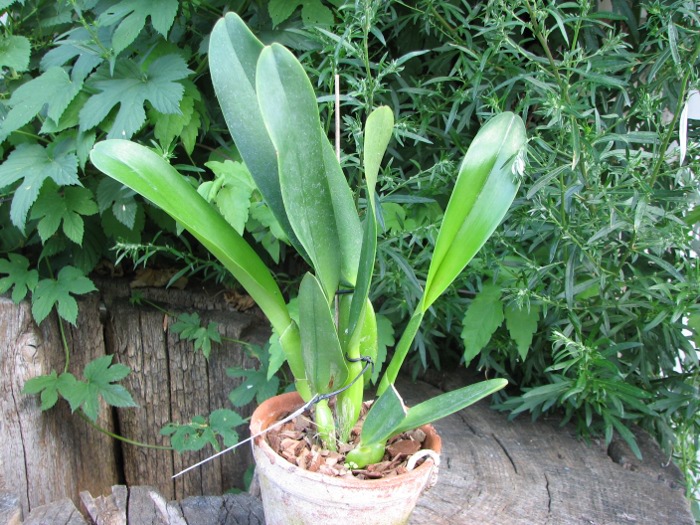 Laeliocattleya Antonetta Mahan 'S-10' (Lc. Marcia Foster x C. J A Carbone).JPG