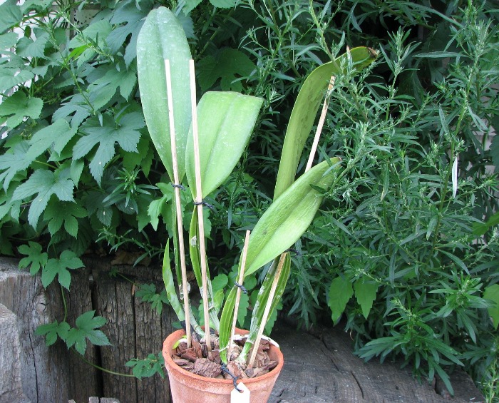 Cattleya schroederae.JPG