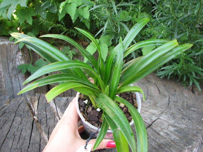 Phragmipedium wallisii x pearcei.JPG