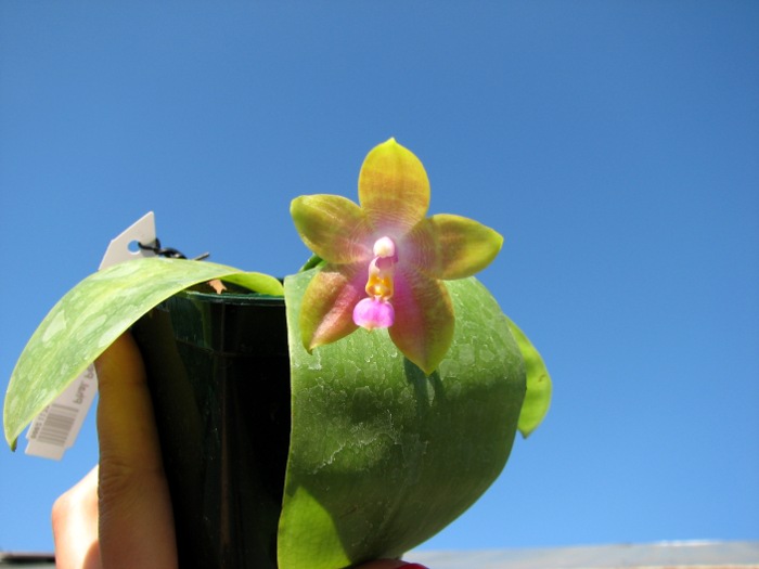 Phalaenopsis Penang Girl.JPG