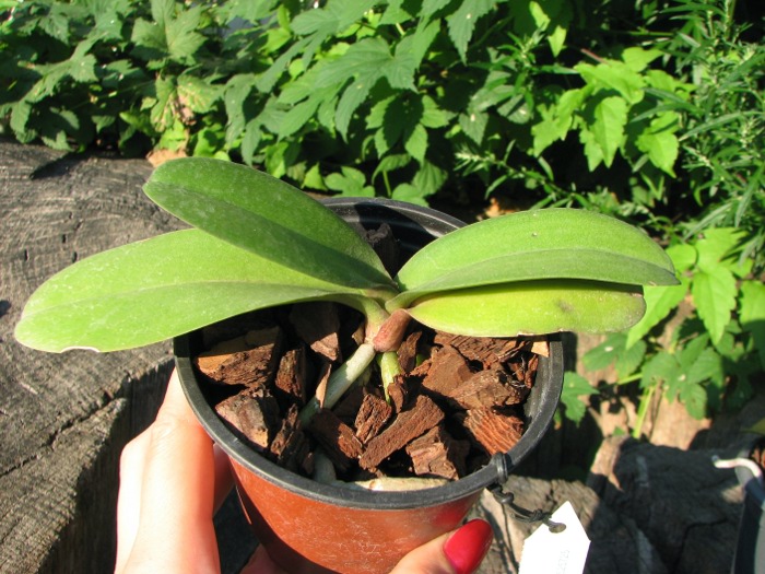 Doritaenopsis Lius Sakura.JPG
