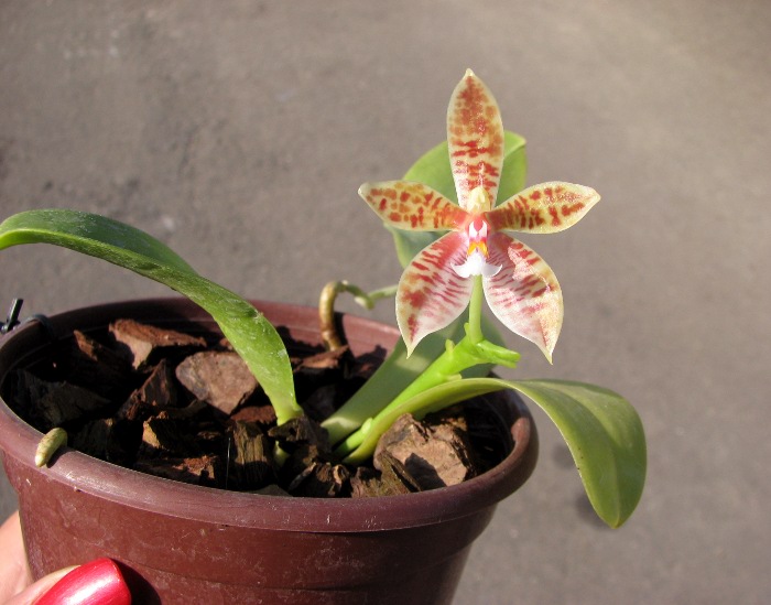 Phalaenopsis cornu-cervi.JPG