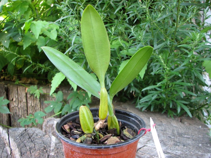Bulbophyllum Elizabeth Ann.JPG