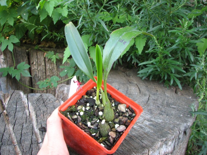 Bulbophyllum dearei.JPG