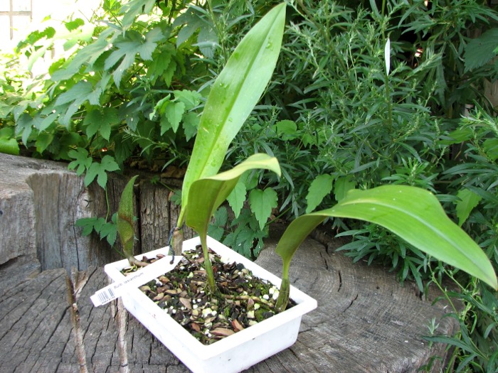 Bulbophyllum lasianthum.JPG