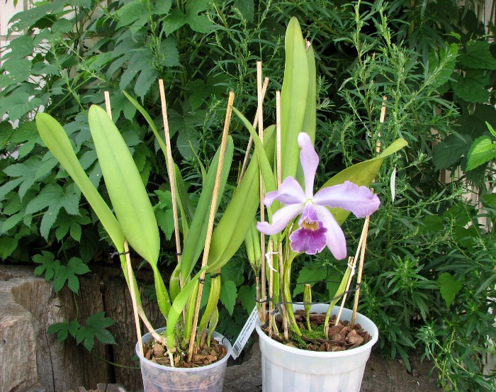 Laeliocattleya Canhamiana coerulea 'Azure Skies' (C. mossiae x L. purpurata).JPG