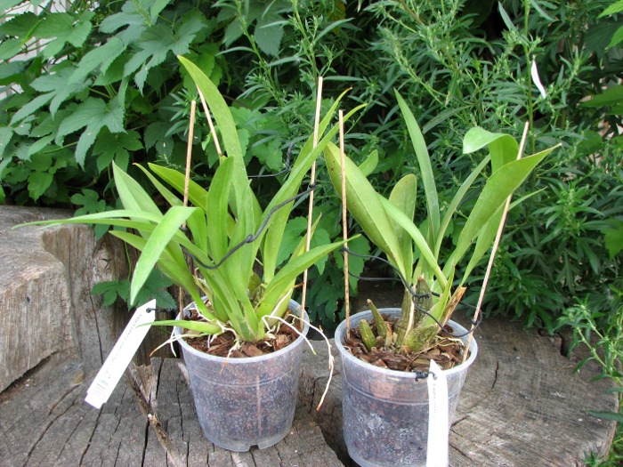 Zelglossoda Calico Gem 'Green Valley #1'.JPG