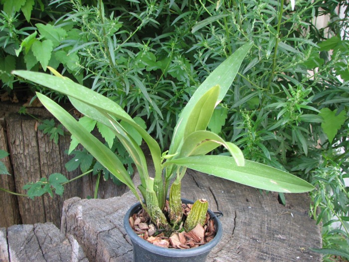 Odontoglossum praestans.JPG