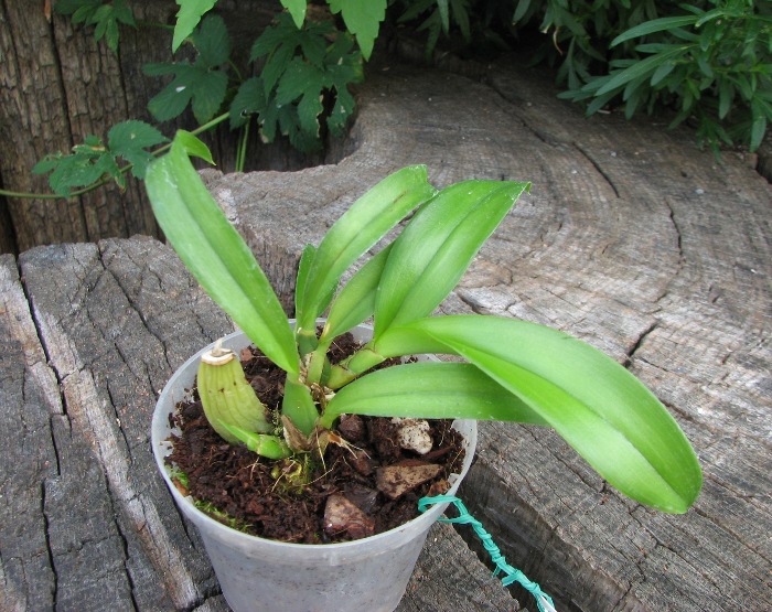 Howeara Lava Burst 'Little Dragon'.JPG
