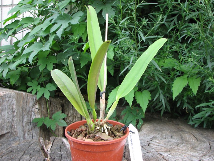 Cattleya schroderae 'Newberry' x '#2'.JPG