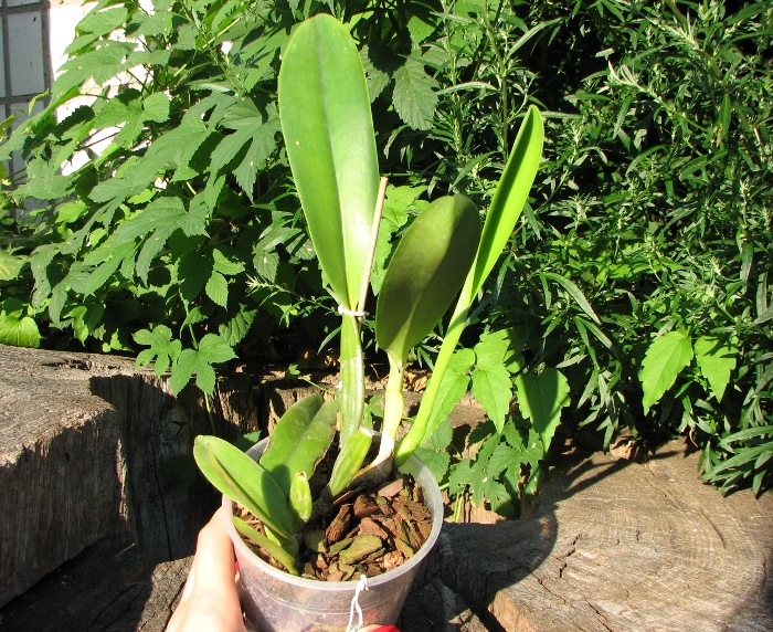 Cattleya trianae albescens XXX x Cattleya trianae amoena 'Rainha'.JPG