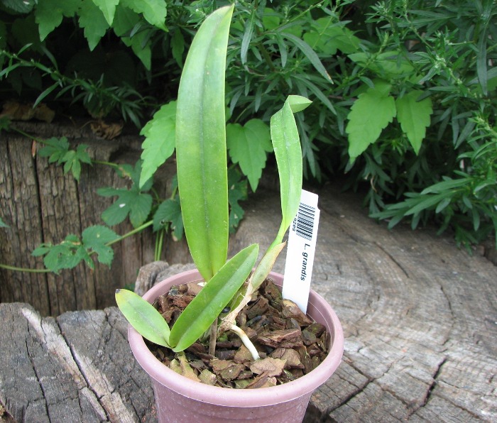 Laelia grandis.JPG