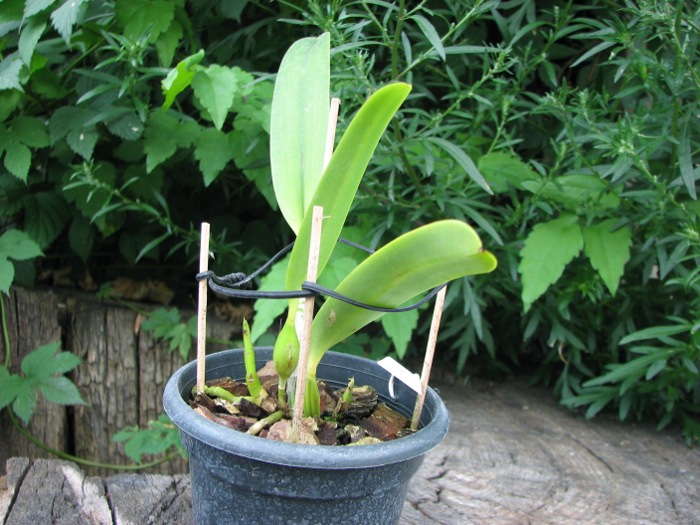 Laelia grandis (vinicolor x vinicolor).JPG