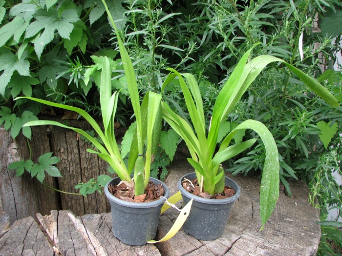 Vuylstekeara Cindy 'Pinky Lee'.JPG