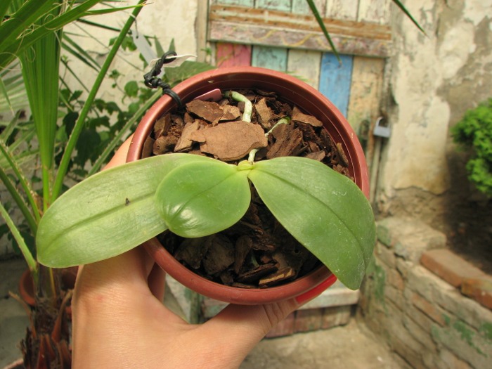 Phalaenopsis bellina 'blue'.JPG