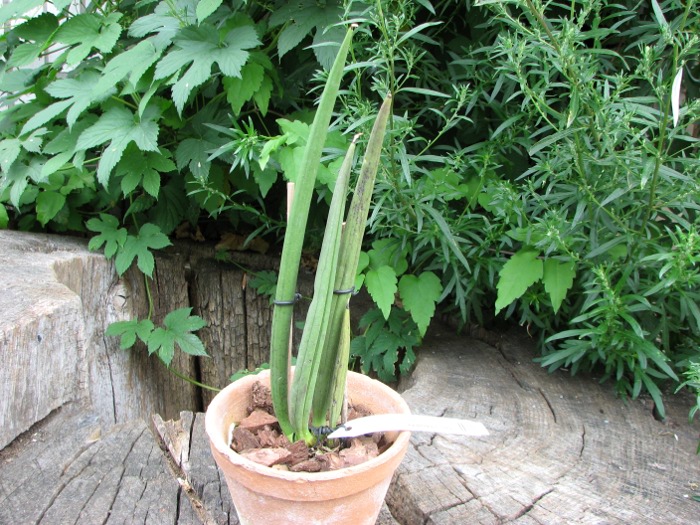 Oncidium cebolleta.JPG