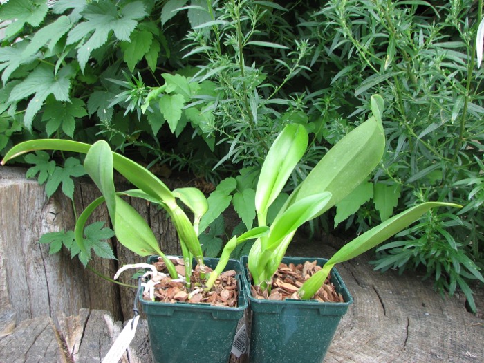 Potinara Orglade's Tradition 'Sunset'(Brassolaeliocattleya Bouton D'Or x Sophrolaeliocattleya Hazel Boyd).JPG
