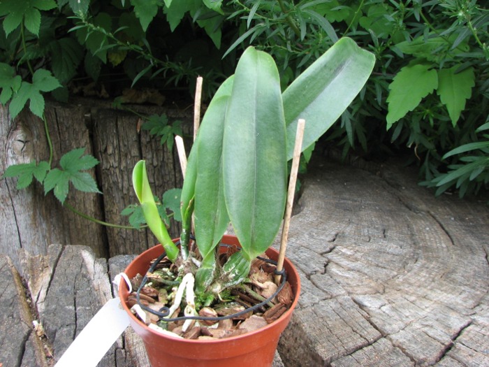 Brassolaeliocattleya Mother 'Aunt Yow'.JPG