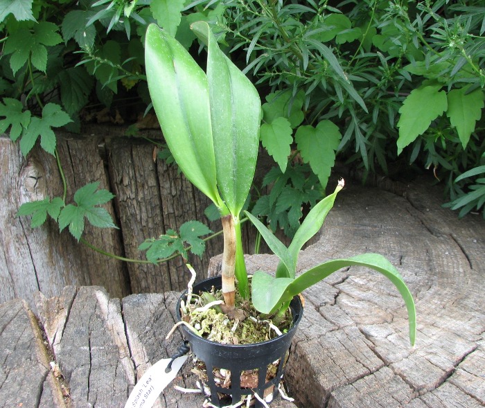 Sophrolaeliocattleya Hawaiian Splash 'Lea' (Payche x Mishima Star).JPG