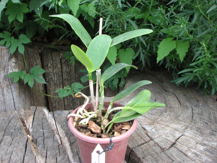 Cattleya Little Seagull .JPG