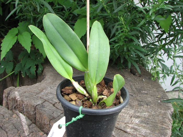 Cattleya Sea Breeze 'Blue Ribbon'.JPG