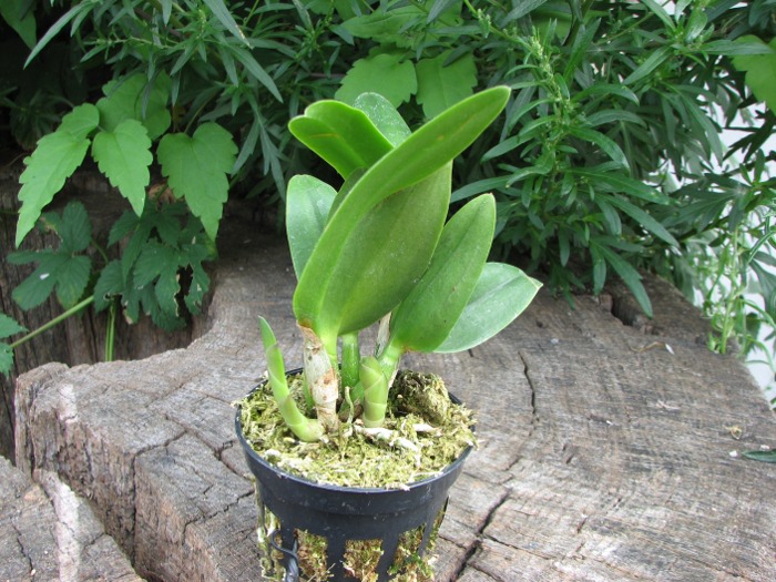 Sophrolaeliocattleya Little Hazel 'M' (Slc. Hazel Boyd x Sl. Psyche).JPG
