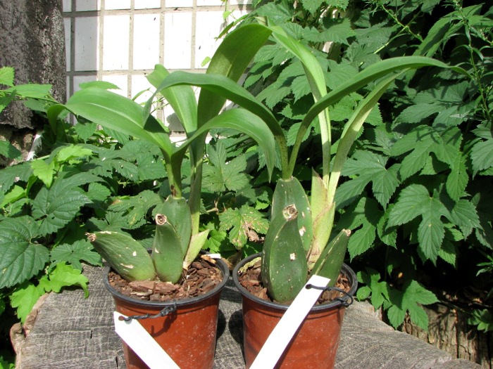 Rossioglossum 'Rawdon Jester' (Rossioglossum grande x Rossoiglossum williamsianum).JPG