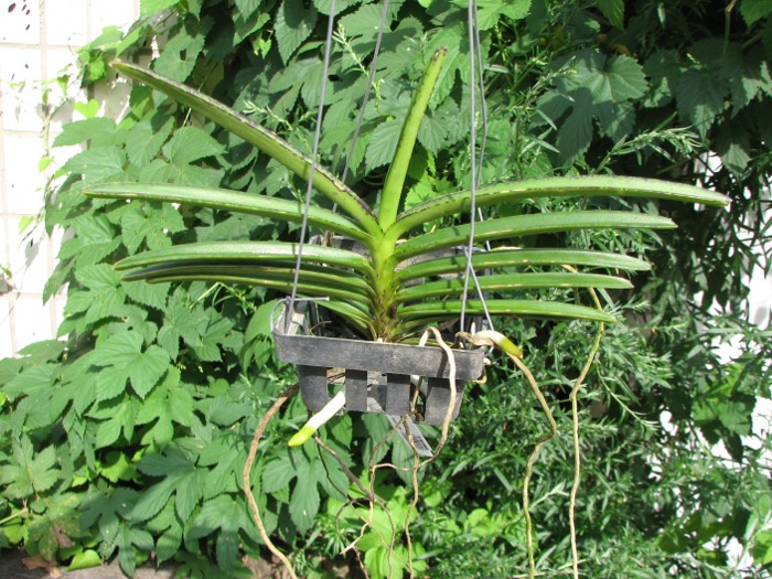 Ascocentrum miniatum.JPG