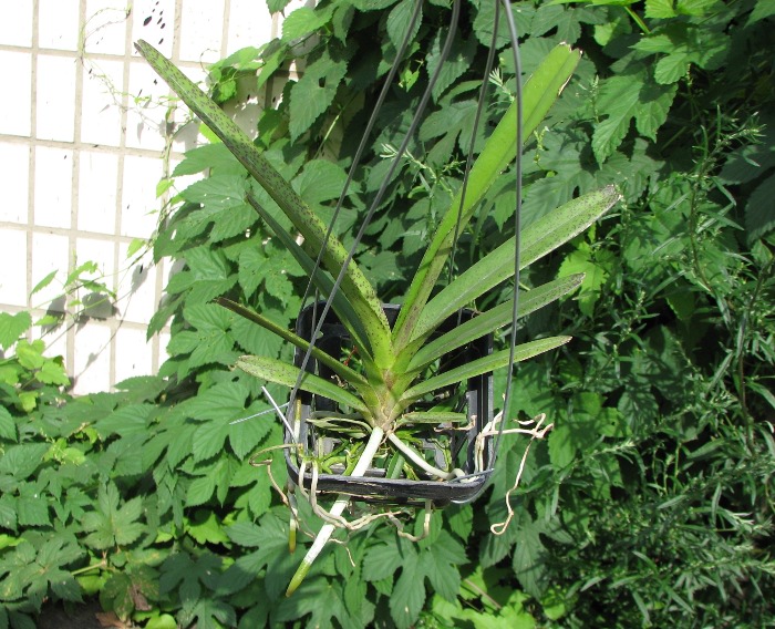 Ascocentrum curvifolium.JPG