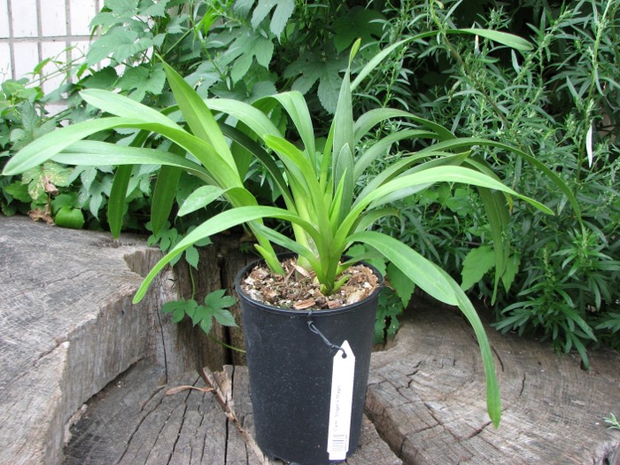 Cymbidium 'Vogel's Magic'.JPG