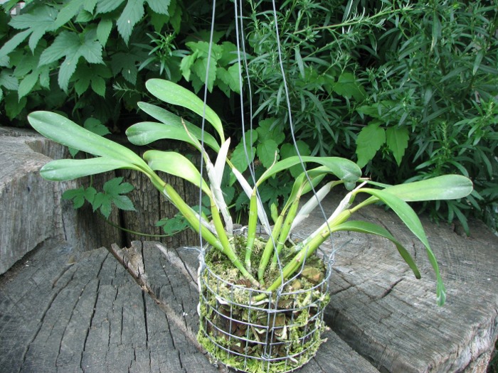 Laelia pumila.JPG