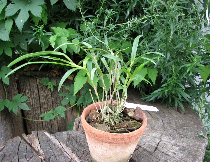 Epidendrum repens.JPG