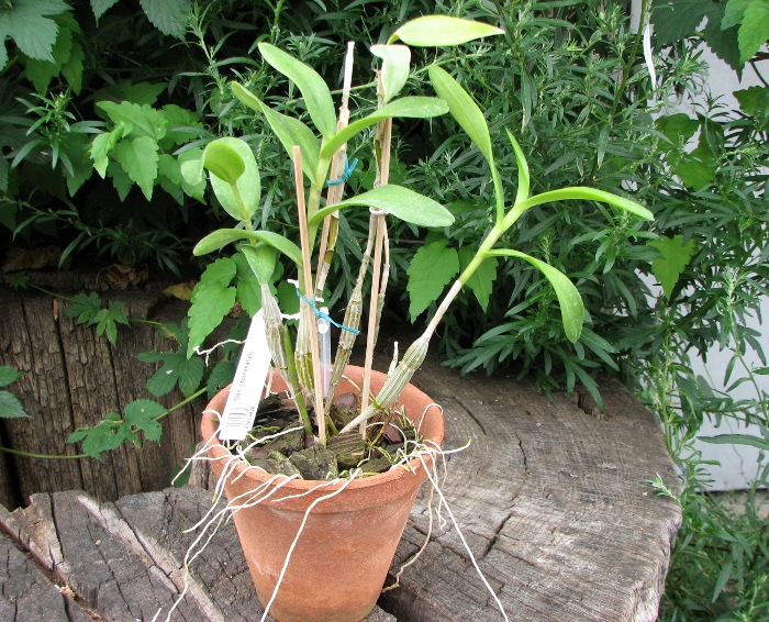Dendrobium crumenatum.JPG