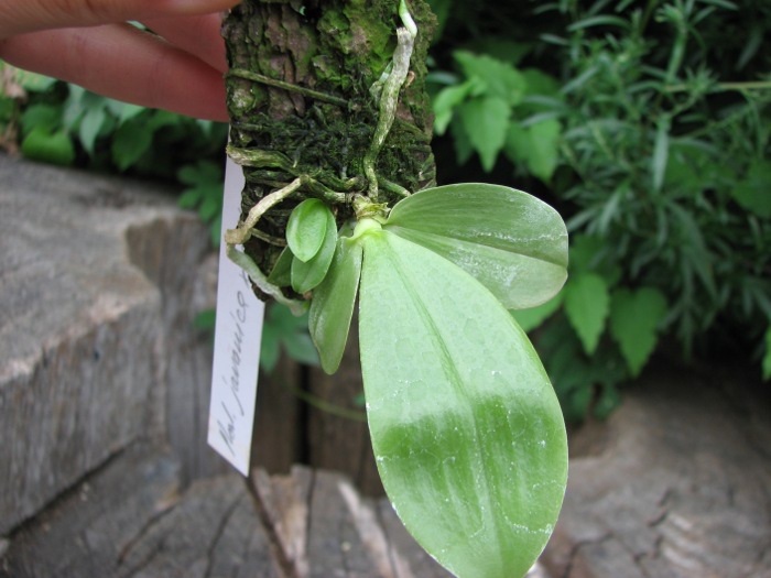 Phalaenopsis javanica.JPG