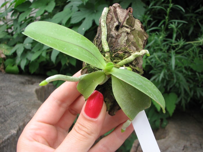Phalaenopsis cornu cervi var. thalebanii.JPG
