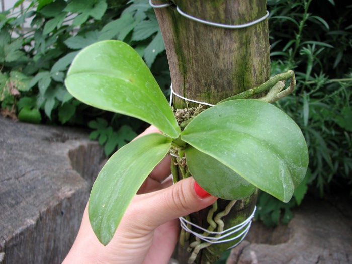 Phalaenopsis pulchra.JPG