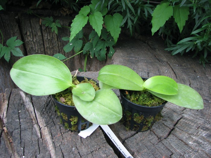 Phalaenopsis KS Happy Eagle.JPG