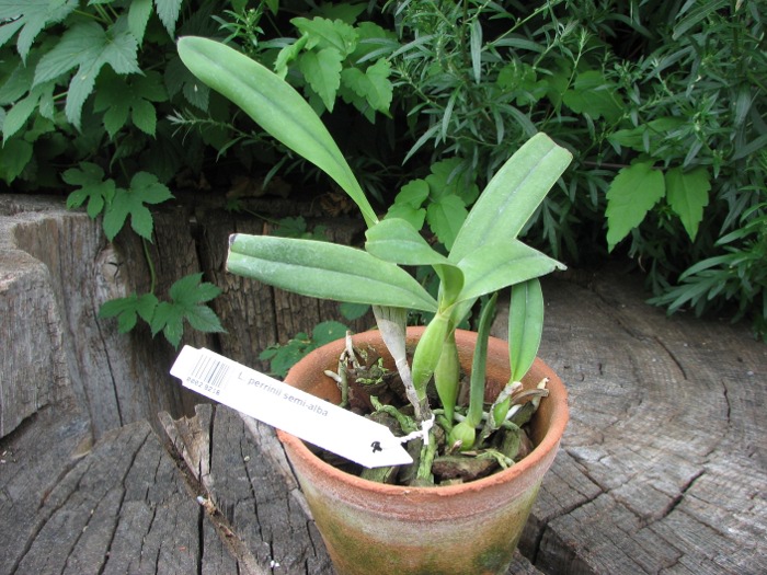 Laelia perrinii semi-alba.JPG
