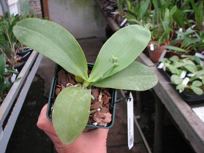 Phalaenopsis Penang Girl.jpg