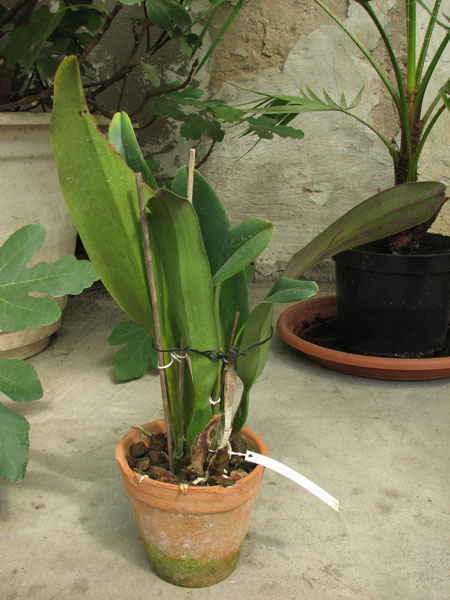 Blc Triumphal Coronation 'Seto'.jpg