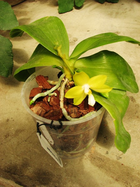 Phalaenopsis Tsay's Evergreen.JPG
