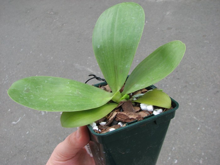 Phalaenopsis (Gelblieber x mariae).JPG