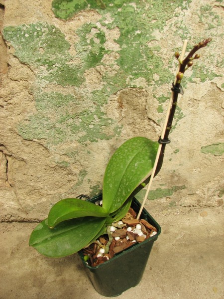 Phalaenopsis Liu's Rainbow.JPG
