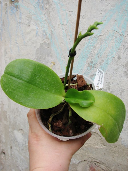 Phalaenopsis Tzu Chiang Chrisna (Phalaenopsis Timothy Christopher x Phalaenopsis Yungho Geld Canary).JPG