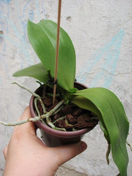 Doritaenopsis Sogo Meili x Phalaenopsis Ld's Bear Queen.JPG